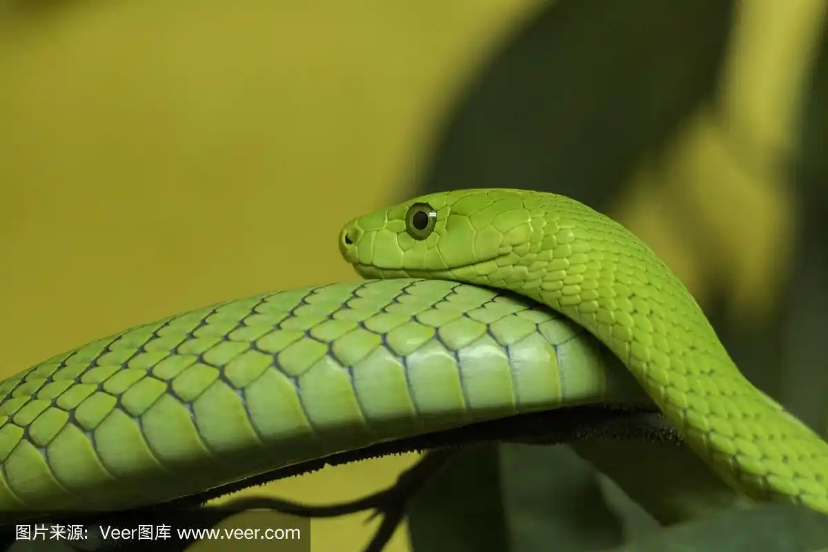 东绿曼巴