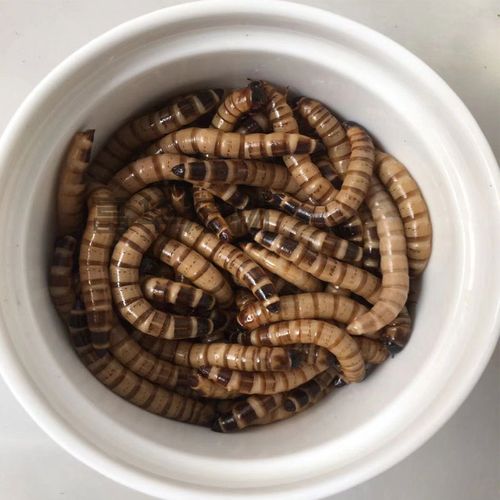 广州大麦虫活体大面包虫鲜虫活虫龙鱼活体饲料乌龟鸟饲料包活包邮