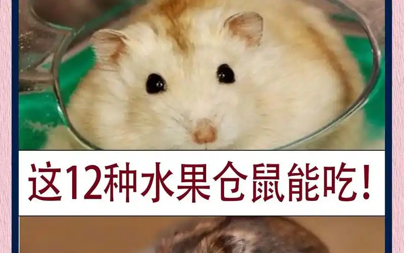 仓鼠可以吃哪些水果呢