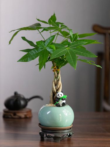 发财树小盆栽花卉室内办公桌绿植茶台桌面小盆景好养易活迷你盆景