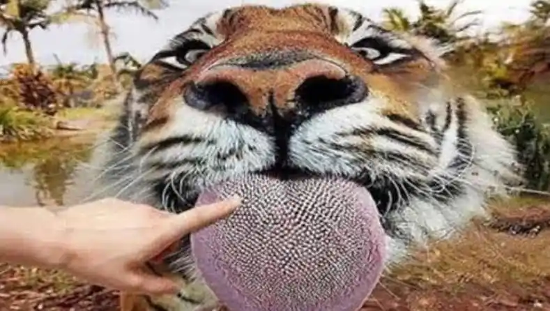 为何老虎的舌头上都是倒刺?被舔一口会怎么样?
