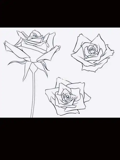 黑蔷薇简笔画 简笔画图片大全-普车都