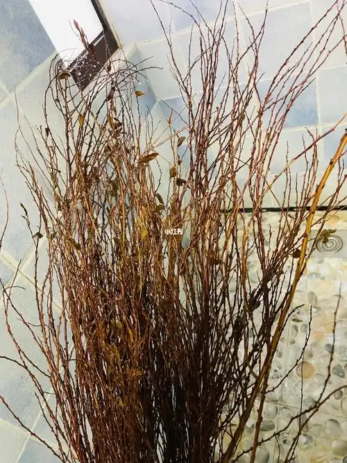 养雪柳干枝第一天