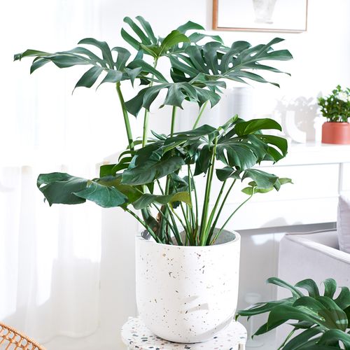 爱优尚龟背竹植物室内大盆栽老桩绿植客厅北欧真大叶吸甲醛龟背叶