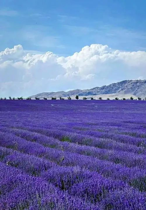 夏日里的薰衣草,是唯美的紫色,是阵阵的清香,是浪漫地代表!