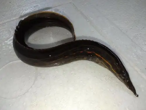 野生大刺鳅鱼种质资源数量锐减,有小部分的养殖户已成功养殖商品刺鳅