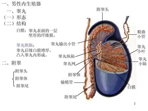 人体解剖学——生殖ppt
