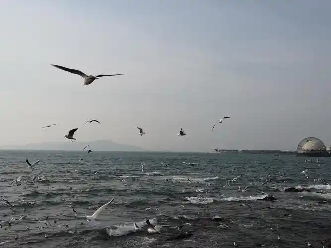 青岛每到冬季,美丽的海边飞来成群结队的海鸥,它们翱翔在海面