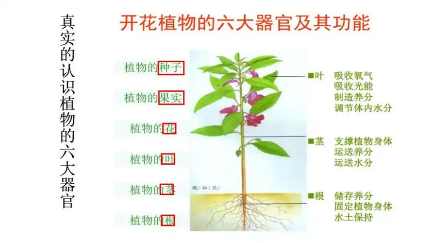 自然笔记|知识篇:认识植物的"器官",get植物学常识