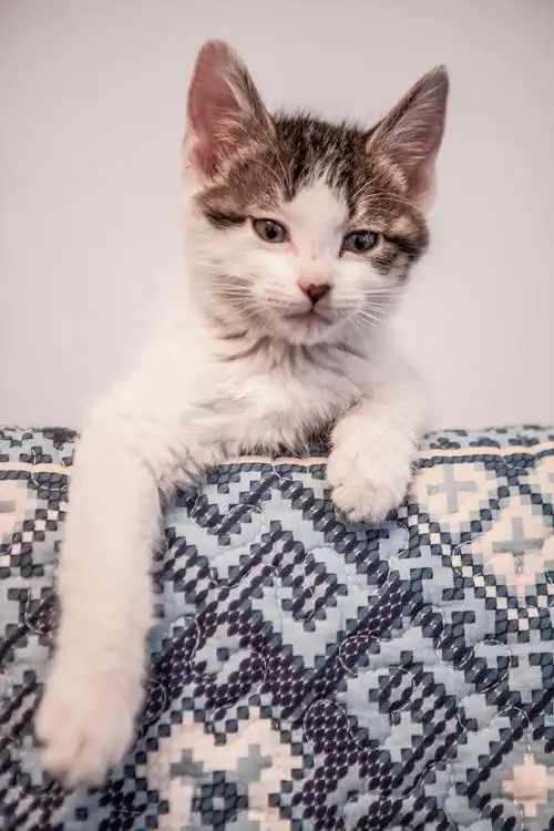 小花猫趴着看你