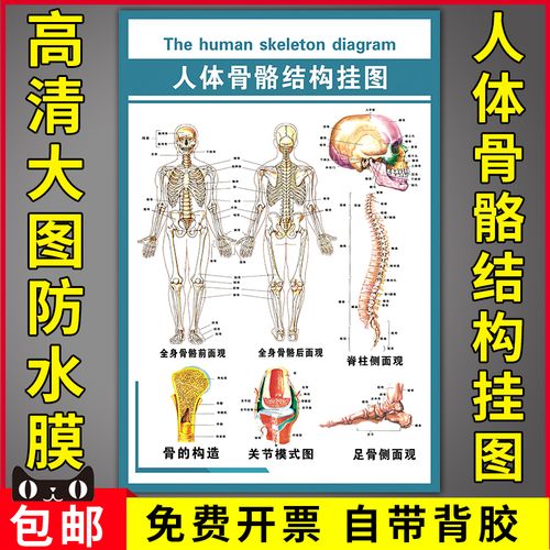 医院骨科医学知识宣传海报人体关节模式图人体骨骼结构挂图墙贴画