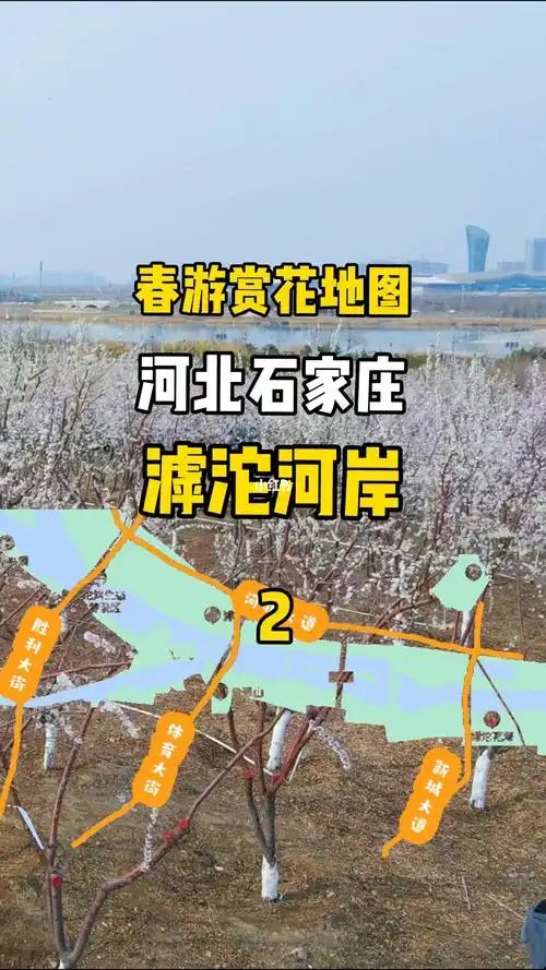 石家庄春游赏花地图2滹沱河岸的山桃花