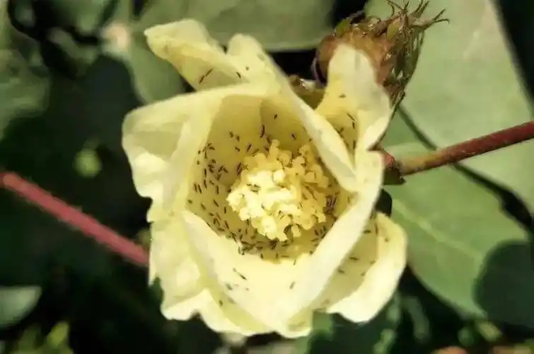 出苗后棉蓟马的防治措施_天气_棉田_风频