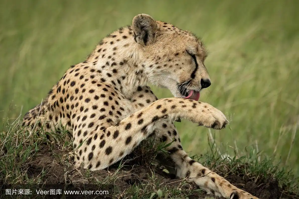 猎豹,特写,爪子,堆,自然