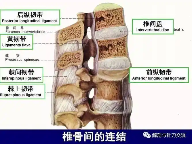 腰椎基本结构视频