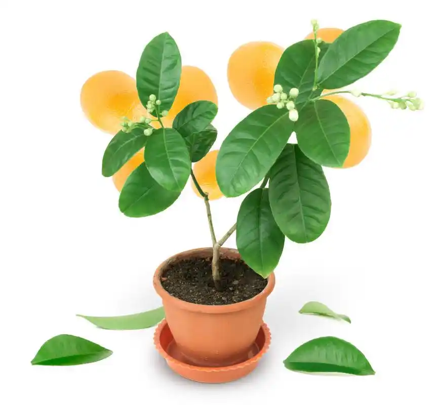 橙色与绿色的树叶,树上的橙子