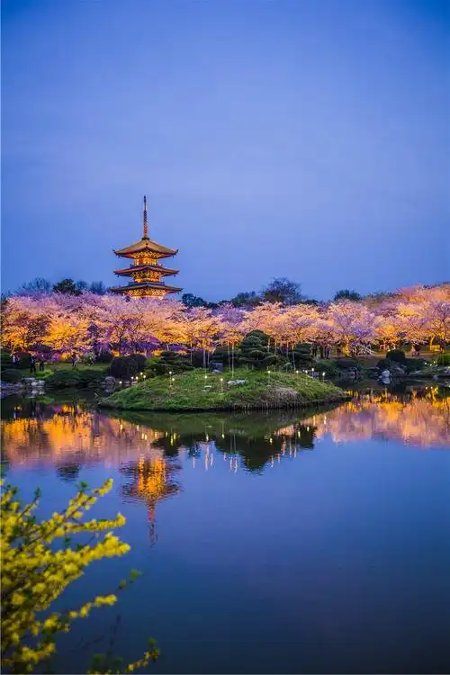 武汉最美的樱花竟然不在武大而是在东湖樱花园