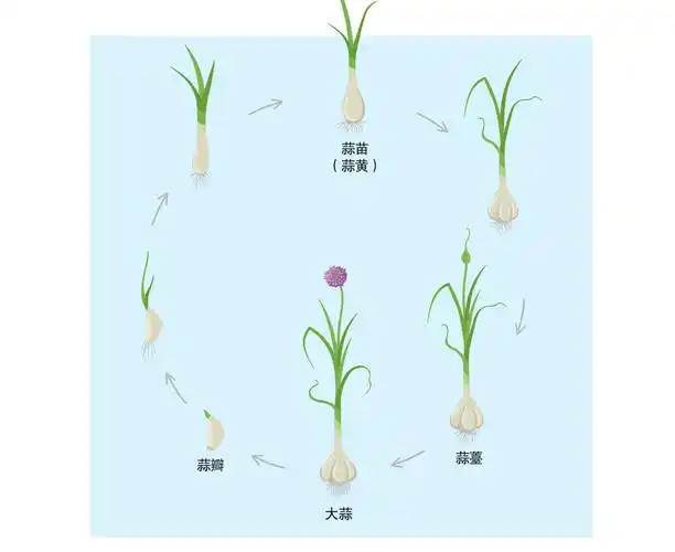 如果人们没有把它们剪掉佐菜,那么,接着生长的大蒜会渐渐抽出花葶