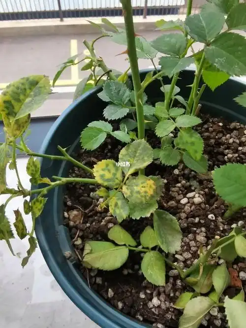 help月季这样是烧苗了吗