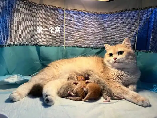 自家母猫怀孕生产记录