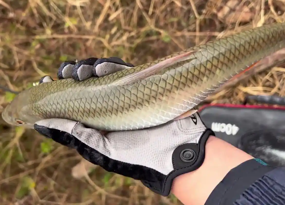 钓鱼人钓获巨型马口鱼,有半斤重难得一见!