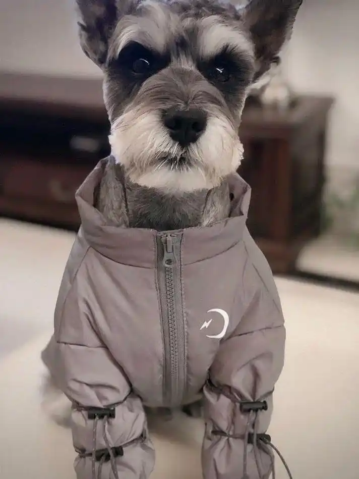 雪纳瑞图片-雪纳瑞造型图片-迷你雪纳瑞图片大全-宠物王