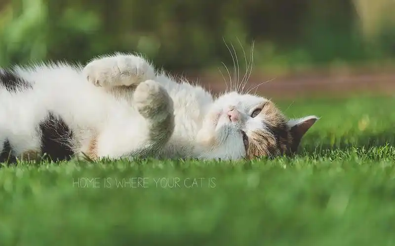 猫,喵星人,懒洋洋,躺着,草地,躺,舒服,danielwehner,萌宠猫壁纸图片