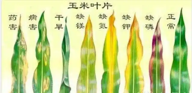 看玉米长势就知道缺什么肥以色列卡希诺智能肥