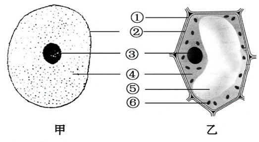 下图示动,植物细胞结构模式图,据图回答下列问题