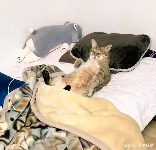 猫咪仰躺睡在床上,像人类一样枕着枕头,这是要进化了?