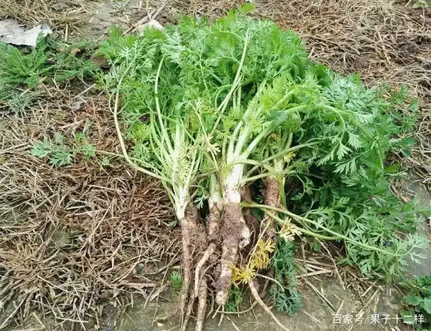 野山胡萝卜的图片及作用