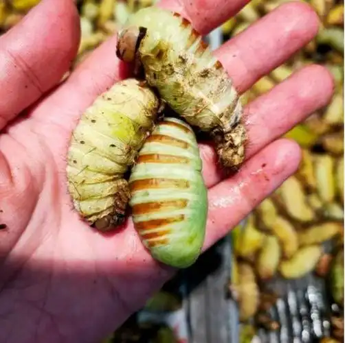 桑蚕蛹和柞蚕蛹,是最常见的两类.