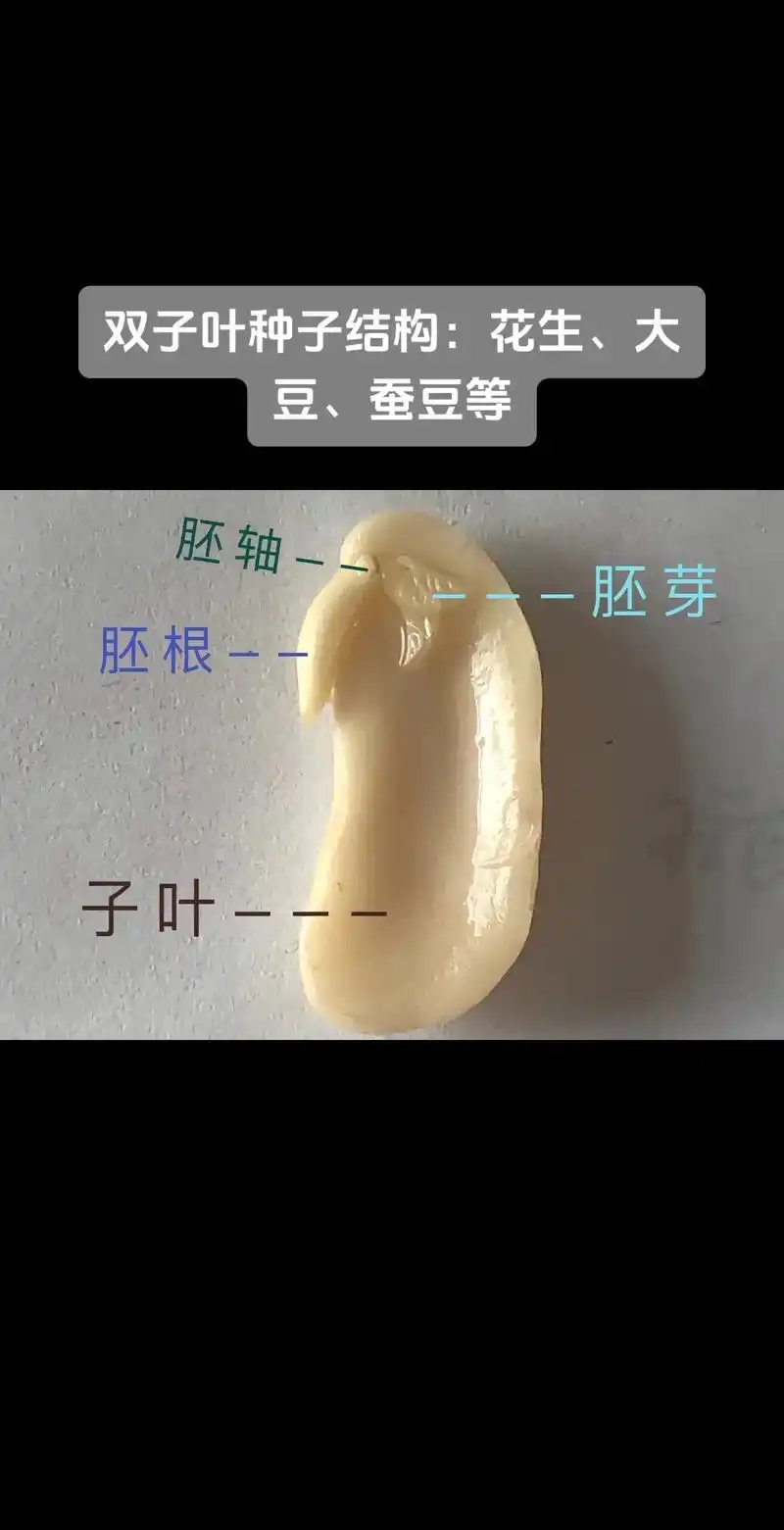 还有高一的同学不知道什么是花生的子叶.