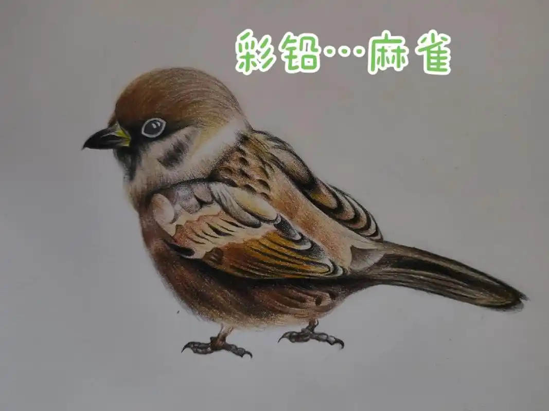 彩铅手绘 麻雀,我们东北叫家贼06 - 抖音