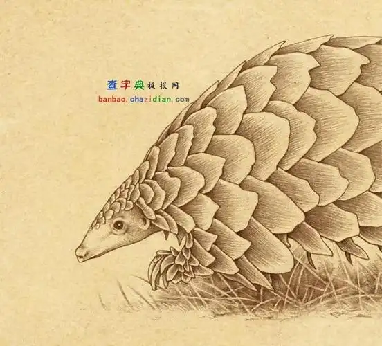 穿山甲动物插图
