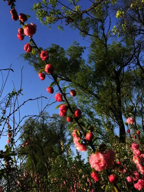 春天的景色,是大自然赋予人类的生存环境最美的开始,人们呼吸着花的