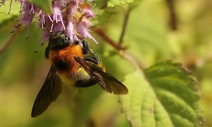 野蜜蜂,蹲下半小时的守候,拍得这么一张!