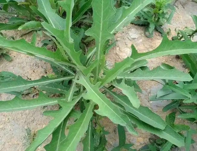 农村被称为"山莴苣"的野草,曾被用来喂养牲畜,现在