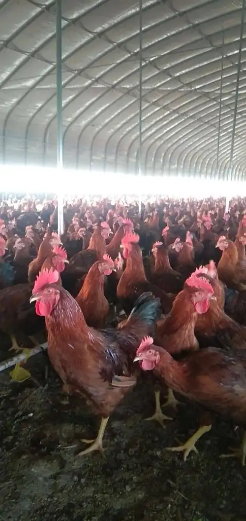 浚县佳和家庭农场出售红玉380公鸡