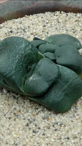 多肉植物图鉴之卧牛