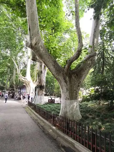 高大的梧桐树,南京到处可见