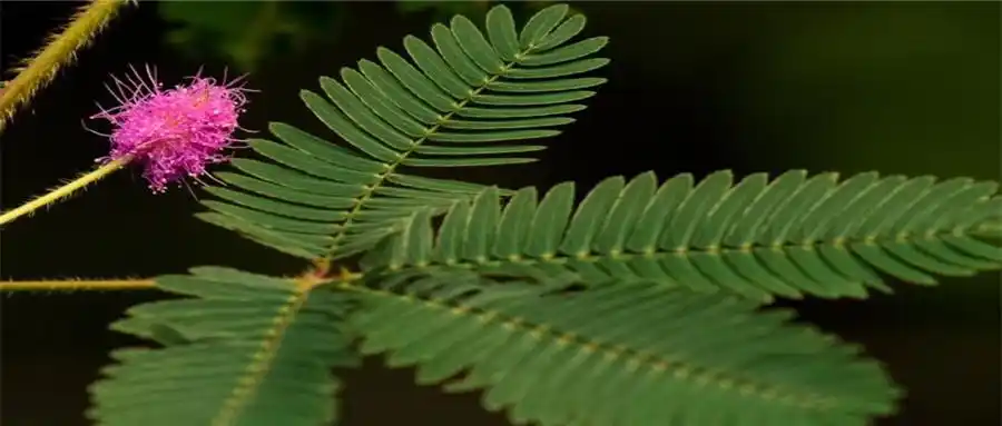 找商生活 含羞草害羞原因含羞草的叶柄基部有一个膨大的器官叫"叶枕"