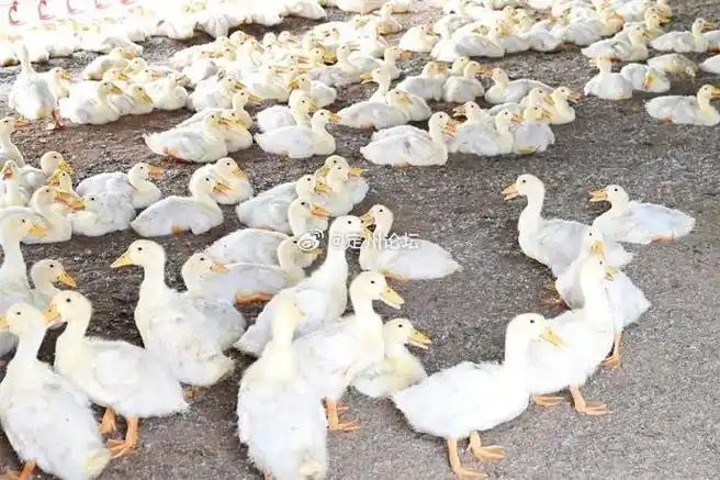 定州市子位镇:"金鸭子"带来了致富路!