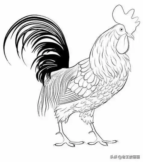 吉祥公鸡简笔画 简笔画图片大全-蒲城教育文学网