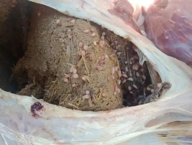 羊常见的寄生虫病有哪些?怎么治疗?