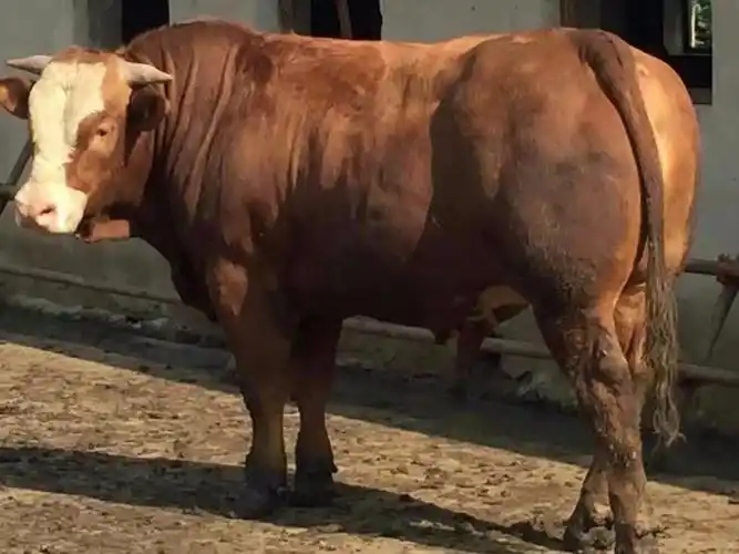 齐齐哈尔黑河 牛料多少钱一袋肉牛育肥饲料