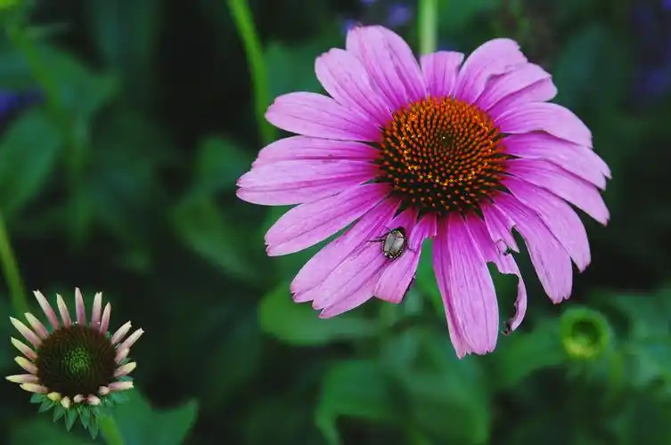 nikon d2x/d2xs 上传自定义曲线攻略 - nikon slr/dslm论坛