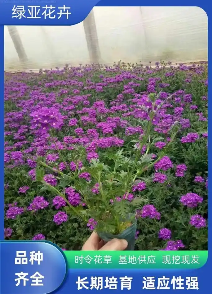 安徽细叶美女樱价格,就找绿亚花卉苗木,时令花草,基地供应,细 - 抖音