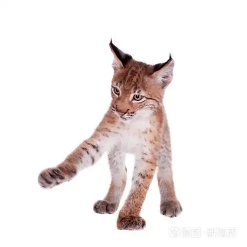 在白色的欧亚猞猁幼崽