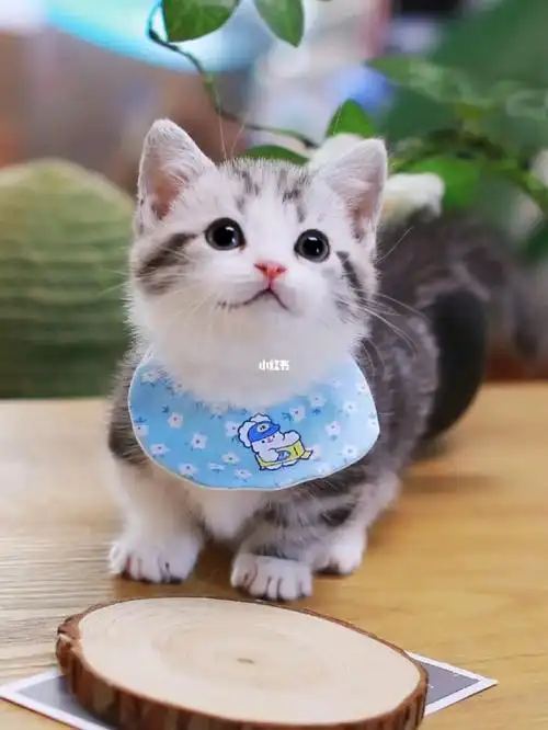 曼基康起司矮脚弟弟